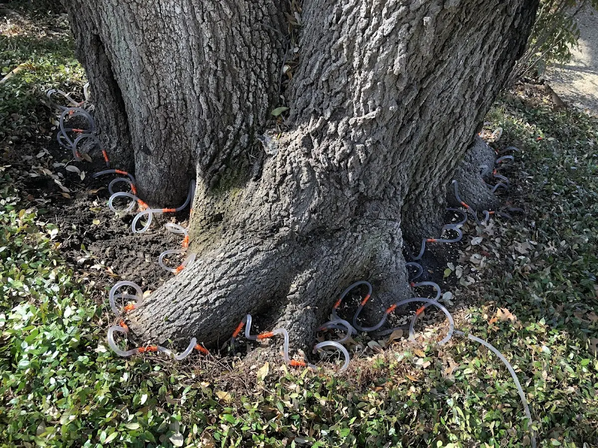 Detailed Tree Cabling and Bracing job site in Rehoboth
