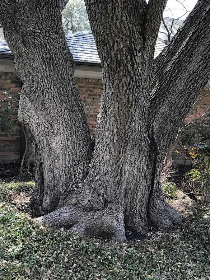 Mature heritage tree close to a Rehoboth property cared for by certified arborists